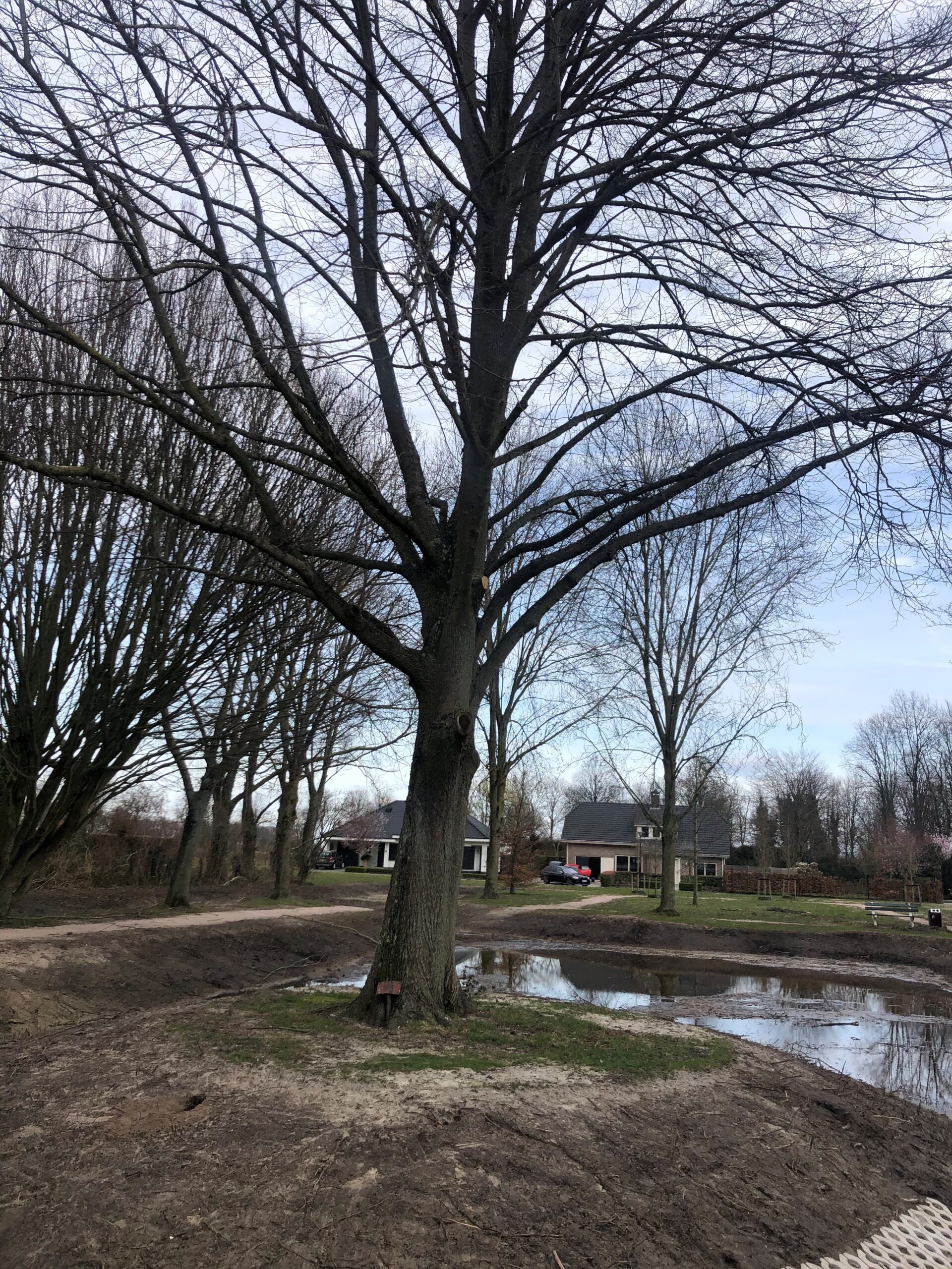Bijzondere bomen in Oud Gastel