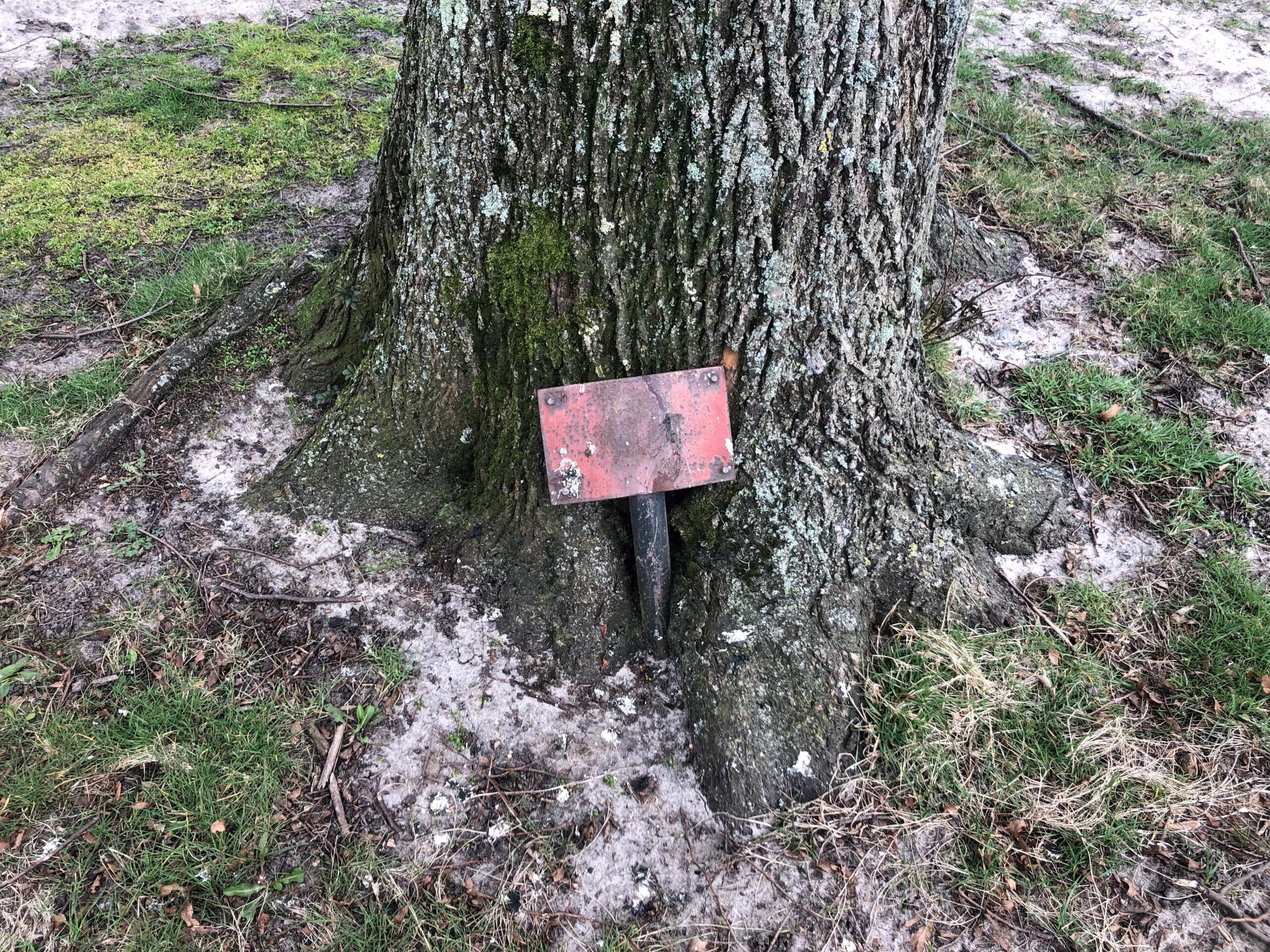 Bijzondere bomen in Oud Gastel